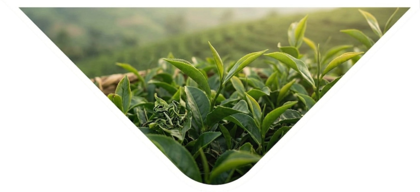 Gemini_Generated_Image_oq61k4oq61k4oq61 (1)